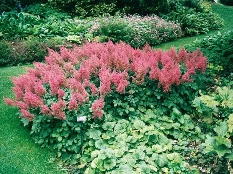 astilbe rosa