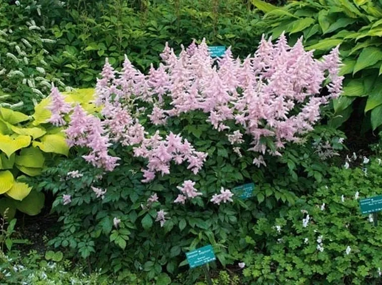 astilbe japonica