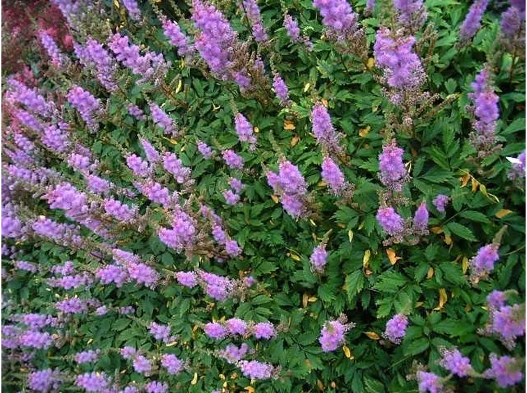 astilbe fiore