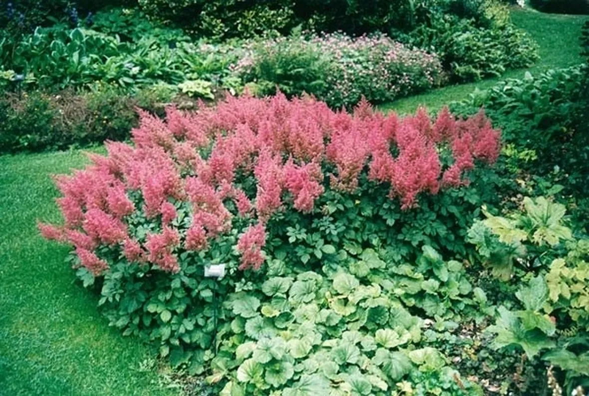 astilbe rosa
