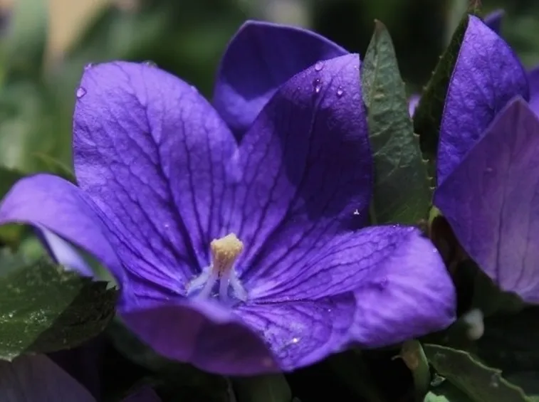 il fiore di campanula perenne