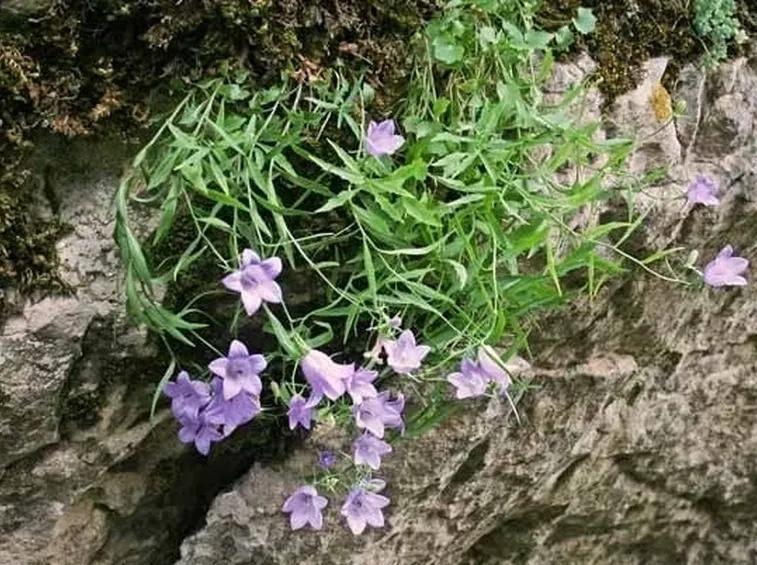 un esempio di campanula perenne