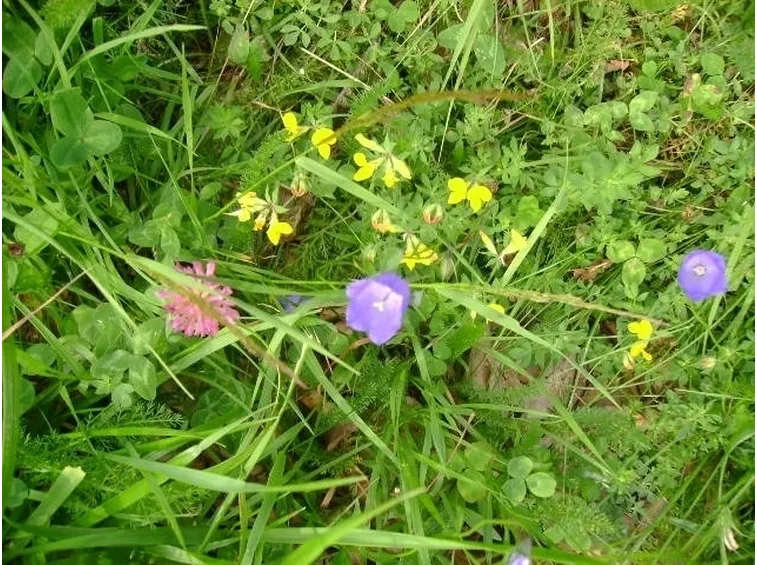 la campanula perenne di montagna