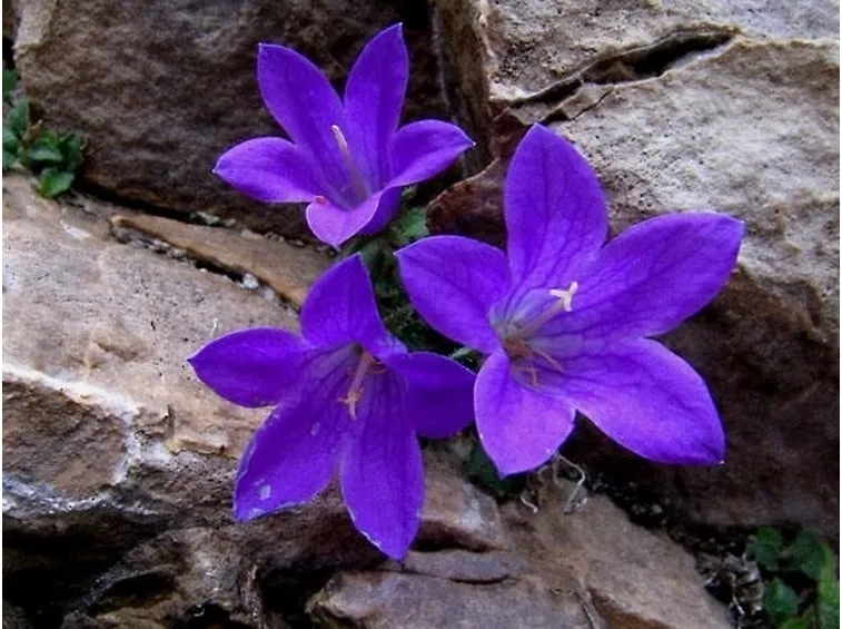 campanula perenne fiorita