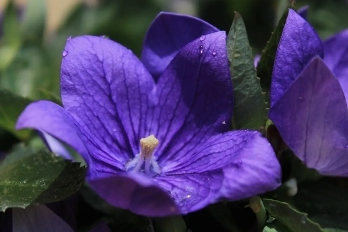 il fiore di campanula perenne