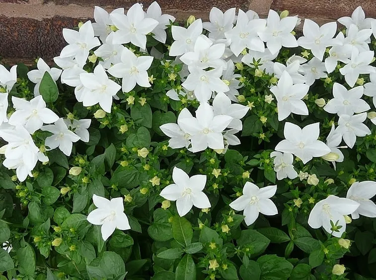 Pianta campanula