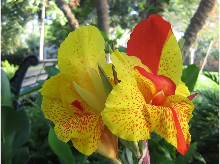 Canna indica