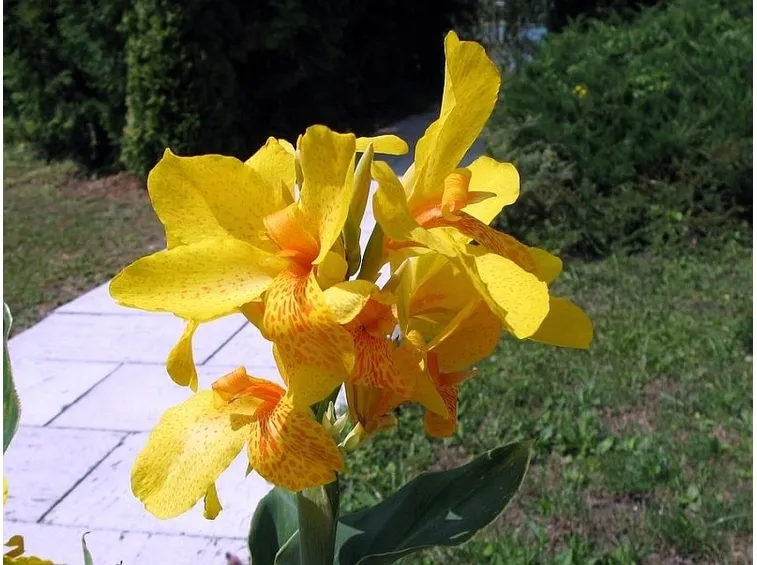Canna indica parco