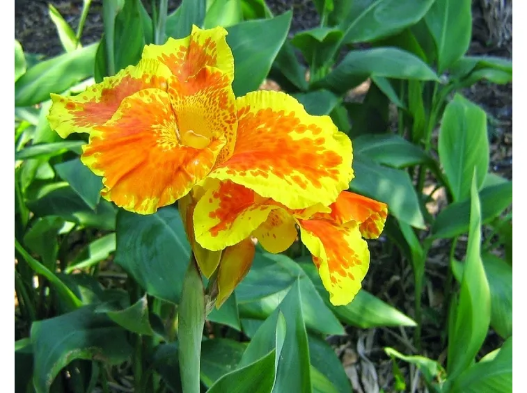 Cannacoro fiore