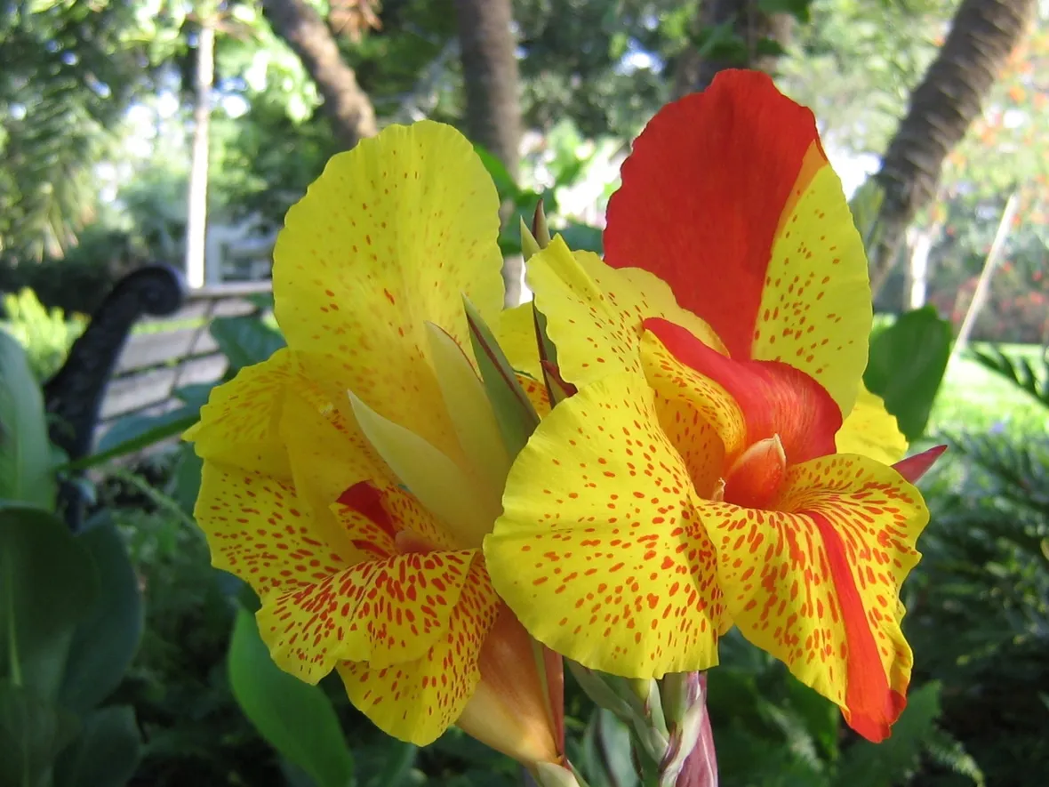 Canna indica