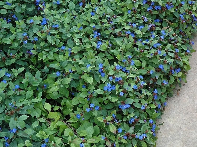 Fiori e piante di Ceratostigma plumbaginoides