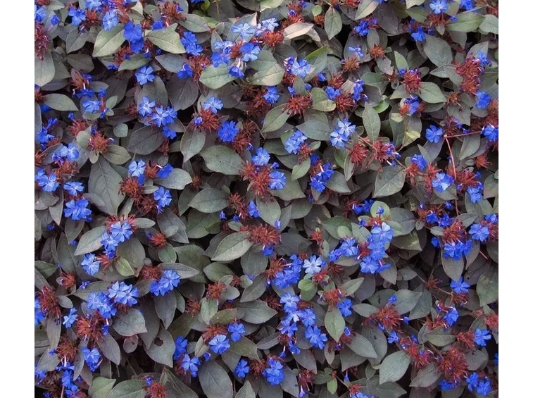 Infiorescenze di Ceratostigma plumbaginoides
