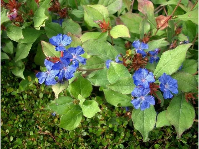 Infiorescenze di Ceratostigma plumbaginoides