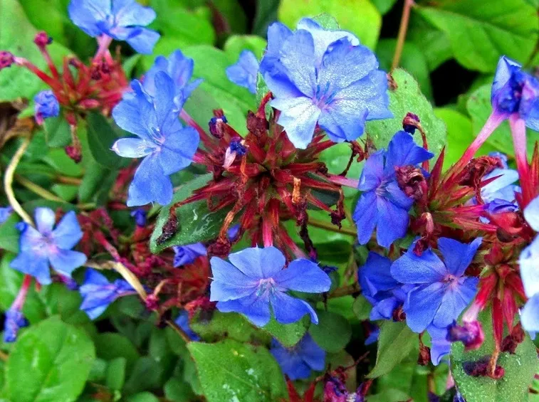 Fiori e fogie di Ceratostigma plumbaginoides