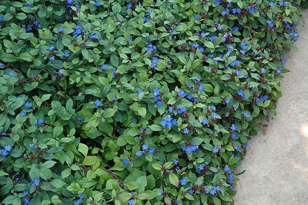 Fiori e piante di Ceratostigma plumbaginoides