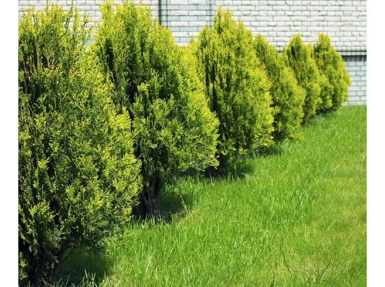 Alberi cipresso
