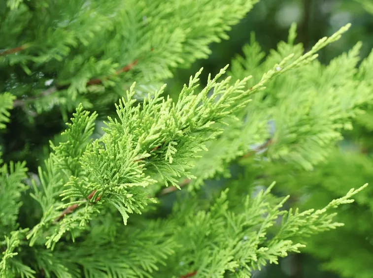 Foglie piante perenni