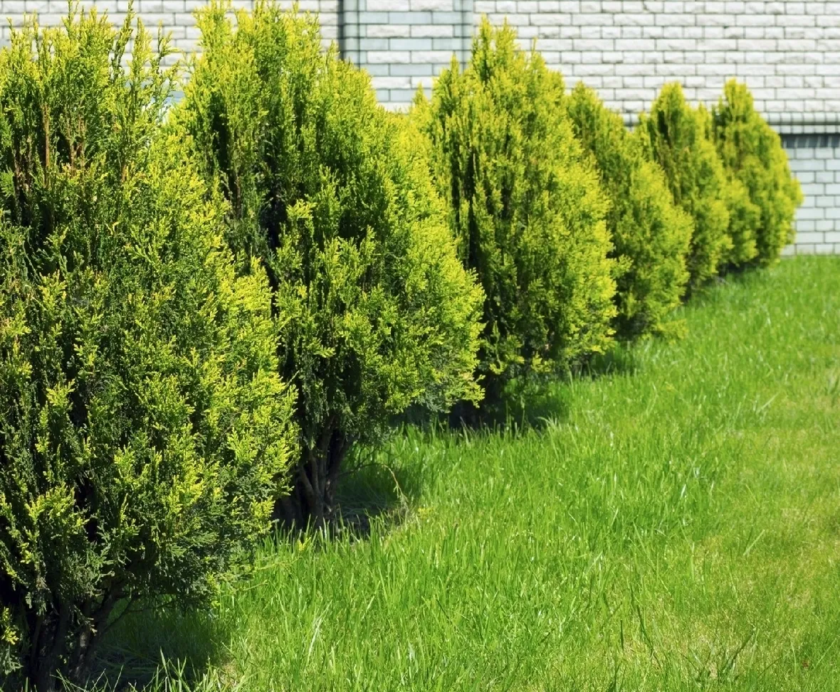Alberi cipresso