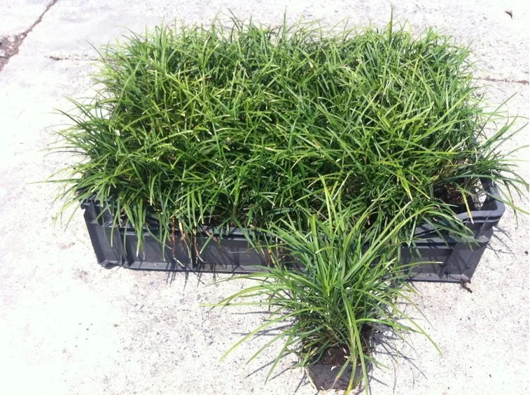Piantine convallaria japonica nana
