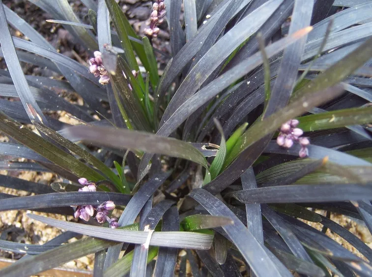Pinata convallaria japonica