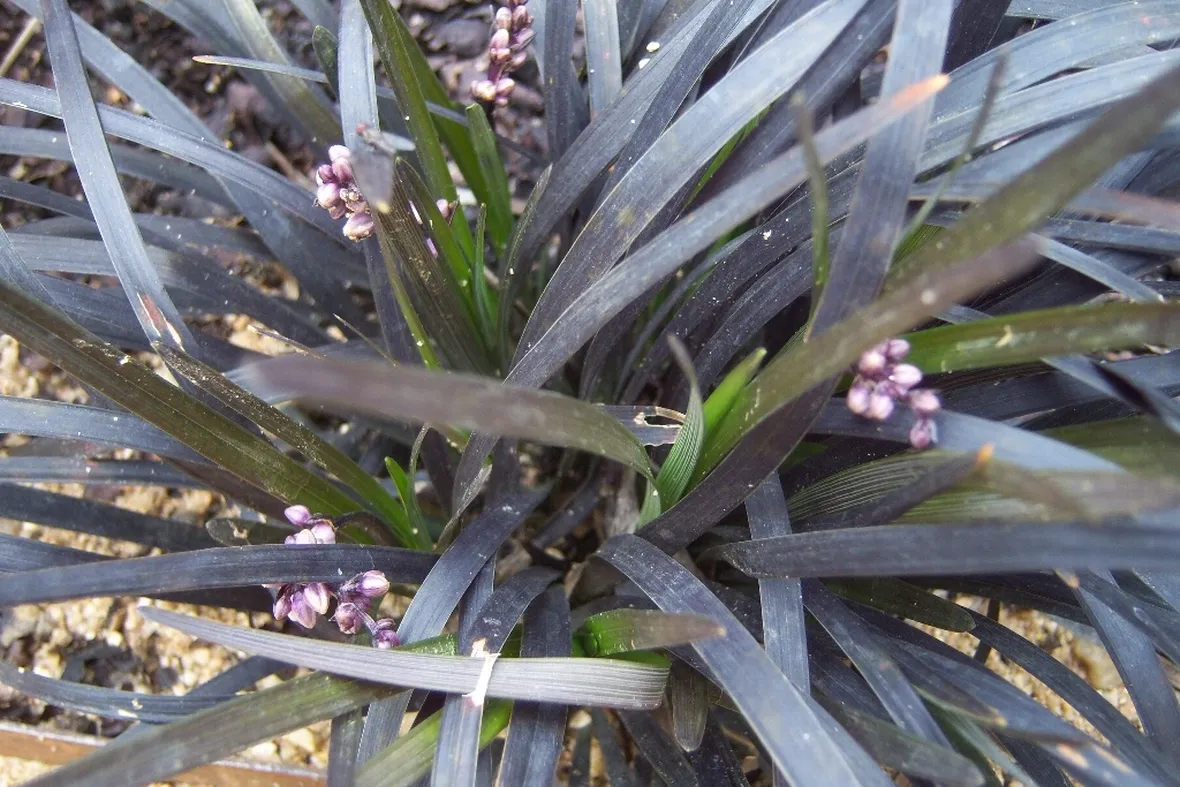 Pinata convallaria japonica