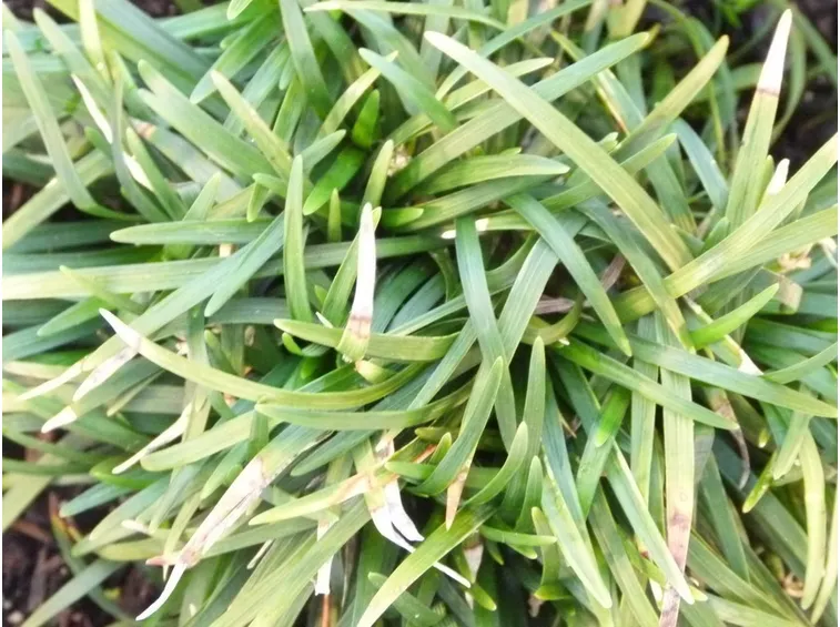 Foglie convallaria