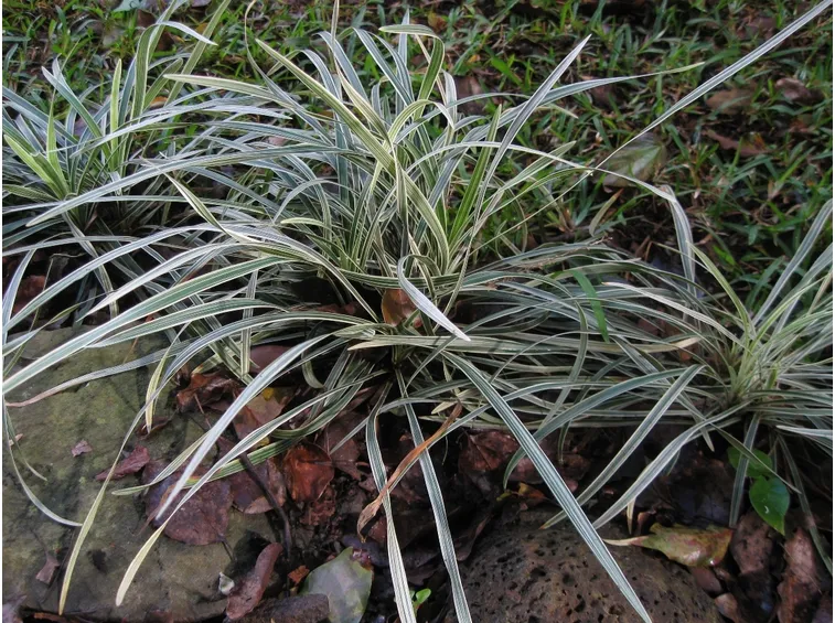 Piante perenni giardino