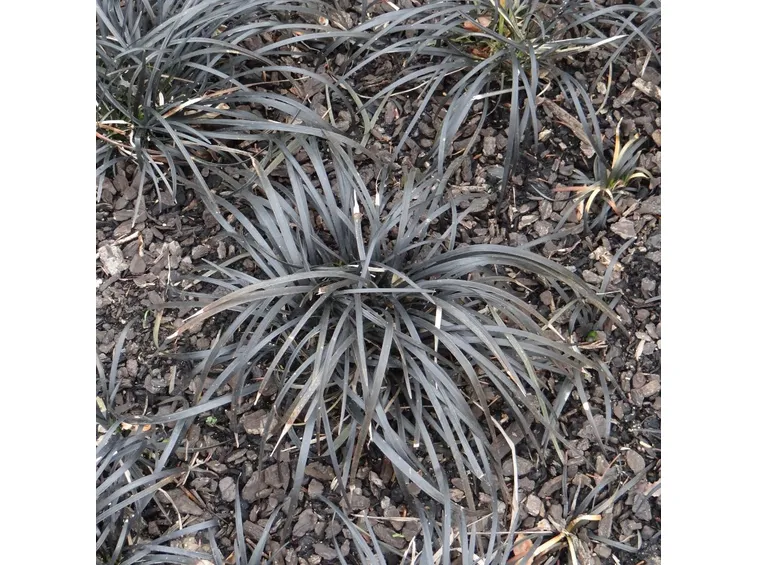 Sempreverde giardini