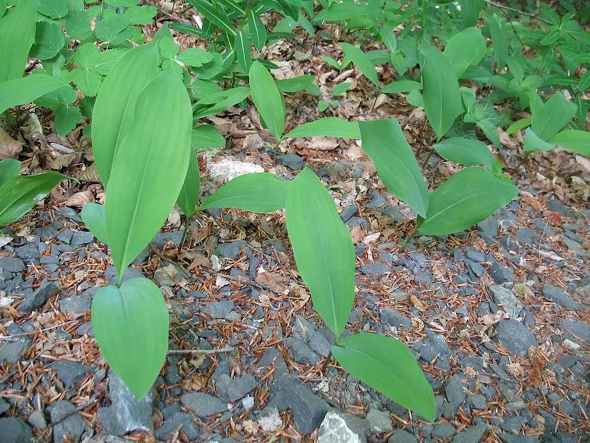 Varietà convallaria