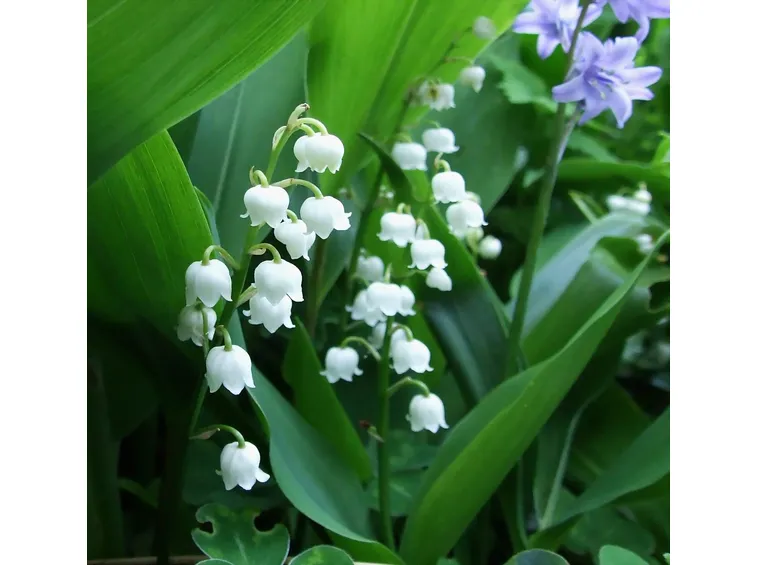 Convallaria majalis