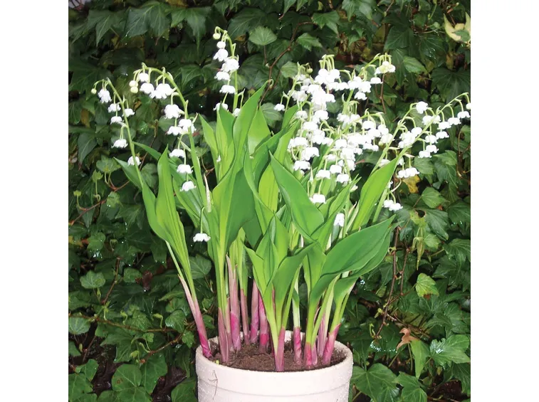 Convallaria mughetto vaso