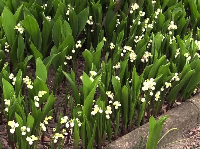 Convallaria messa dimora