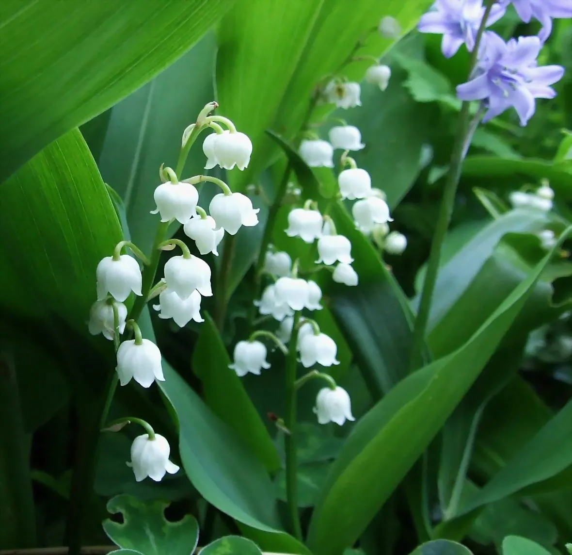 Convallaria majalis