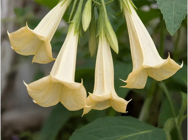Fiori di Datura Jimson Weed