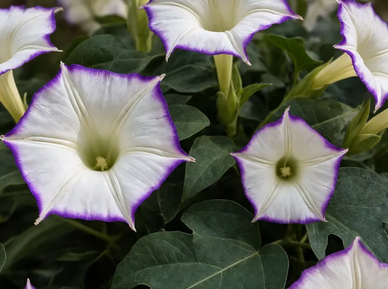 Fiori della varietà di Datura fastuosa Double Purple