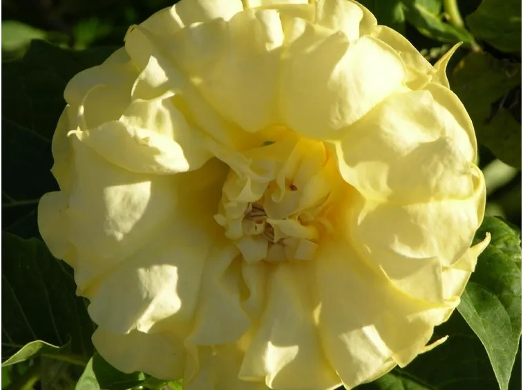 Fiori della varietà di Datura wrightii