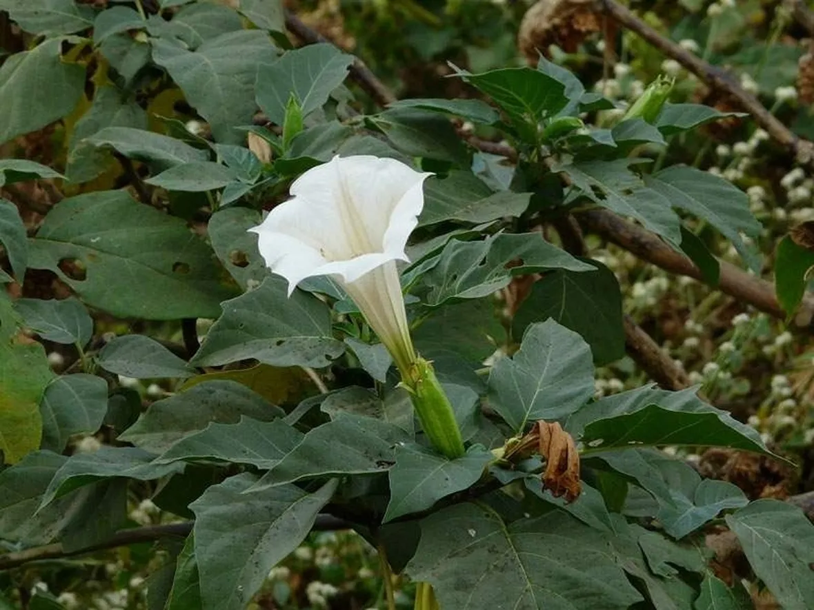 Fiore di Datura inoxia