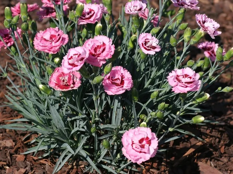 Dianthus fioriti