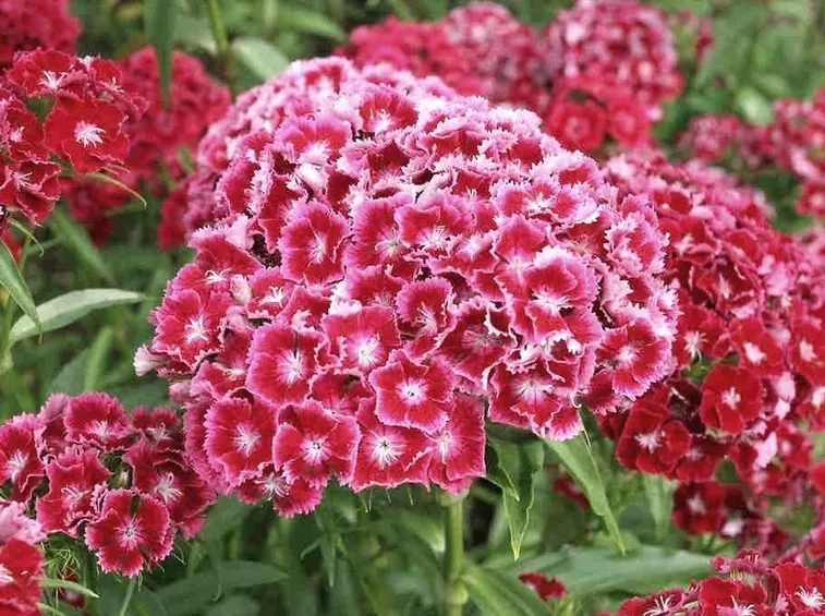 Varietà di dianthus fioriti