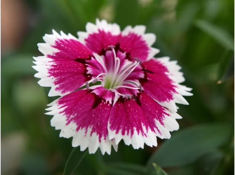 Fiore di dianthus