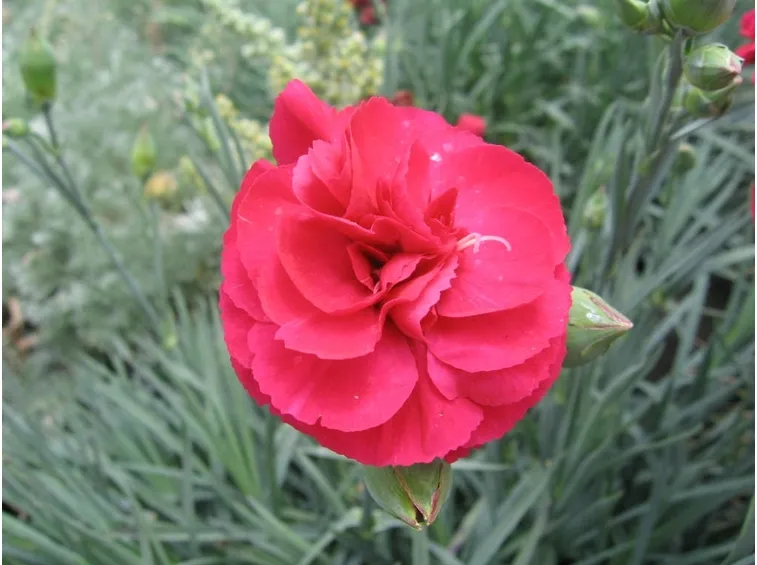 Dianthus