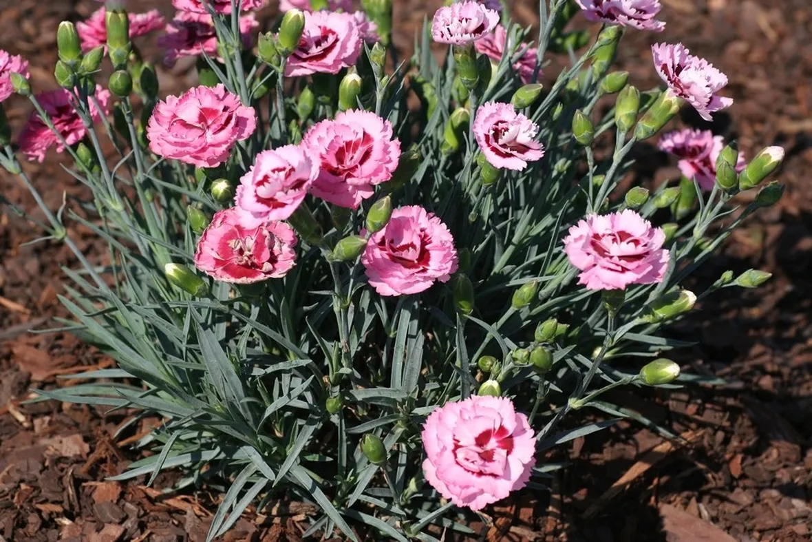 Dianthus fioriti