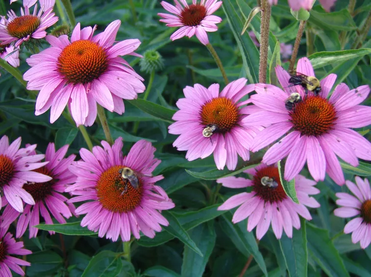 La echinacea purpurea
