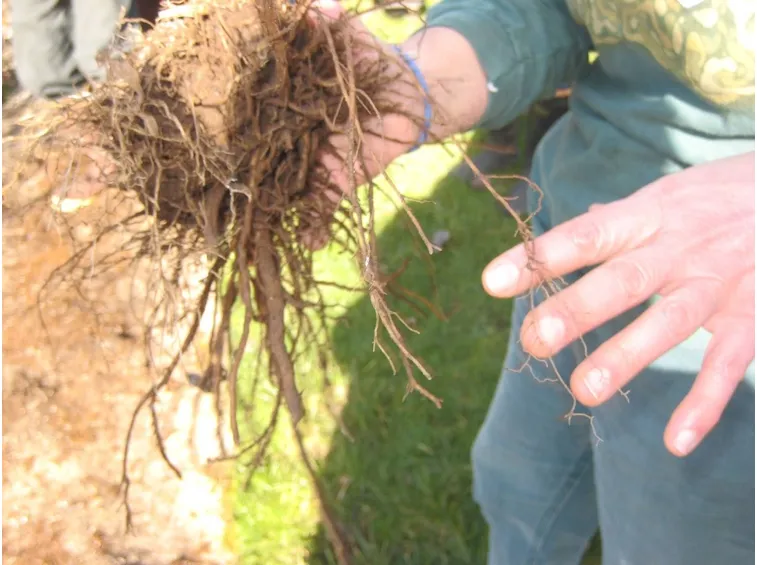 La moltiplicazione della echinacea purpurea