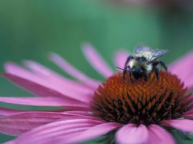 Un fiore di echinacea purpurea