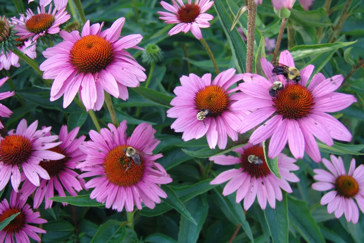 La echinacea purpurea