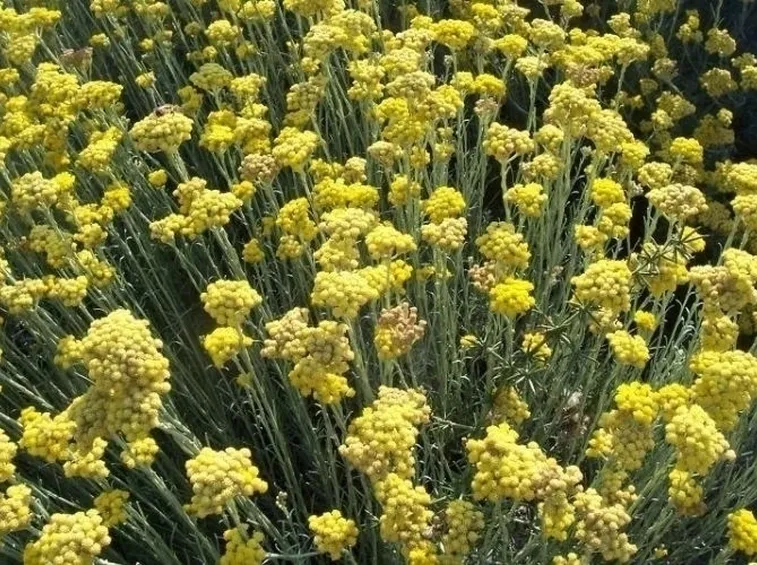 Piante di elicriso fiorite