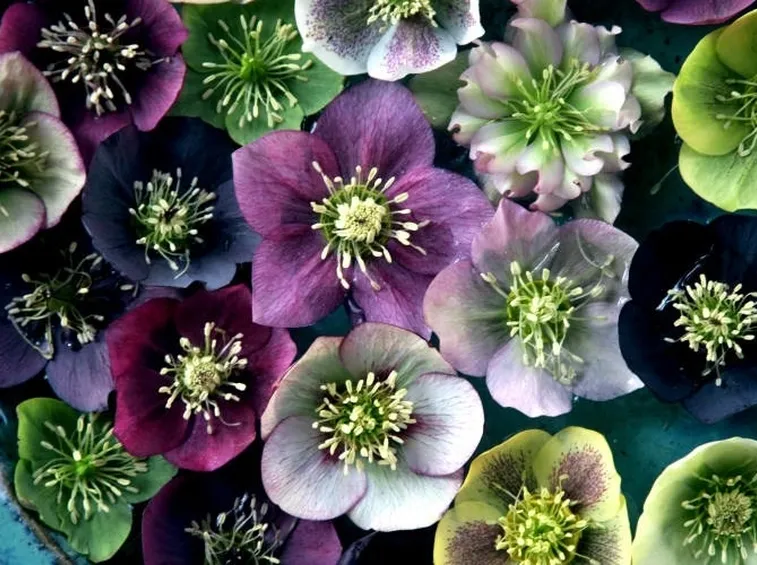 Ellebori colorati