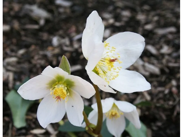Fiori di elleboro bianco