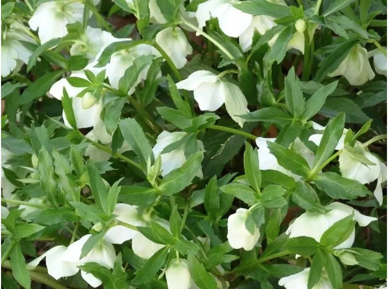 Piante di elleboro bianco fiorite